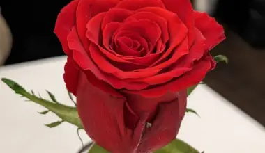 Eine Rose in einer Vase