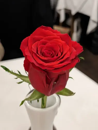 Eine Rose in einer Vase
