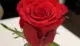 Eine Rose in einer Vase