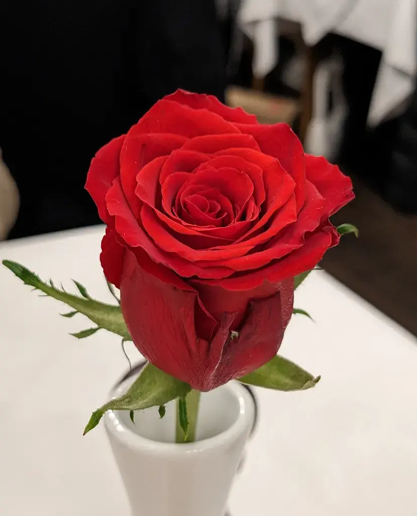 Eine Rose in einer Vase